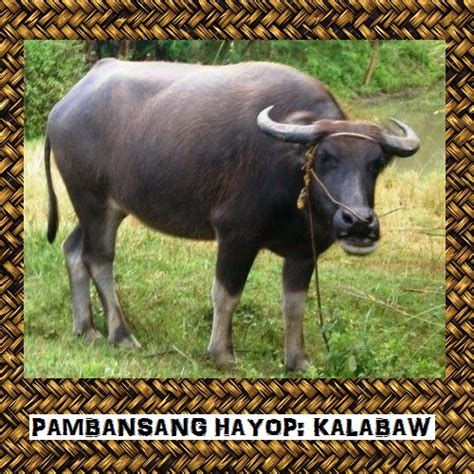 pambansang laro|pambansang hayop ng pilipinas.